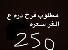 مطلوب فرخ دره السعر 250/ I want baby ringneck مطلوب فرخ دره السعر 250/ I want baby ringneck