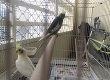 2 pet cockatiel birds طيور كوكتيل 2 pet cockatiel birds طيور كوكتيل