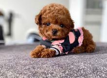 Toy Poodle and Maltipoo Toy Poodle and Maltipoo
