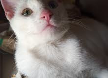 ODD EYED CAT ODD EYED CAT