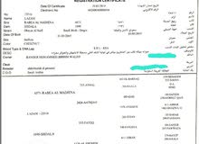 حصان واهو جزيرى للبيع حصان واهو جزيرى للبيع