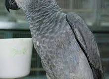 مطلوب صغير الكاسكو I need small cusco مطلوب صغير الكاسكو I need small cusco