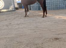السلام عليكم السلام عليكم