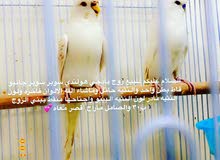 للبيع طيور بادجي جانبو للبيع طيور بادجي جانبو