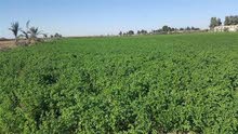 ارض زراعية للايجار في عمان