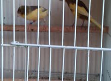 canary pair with cage for sale