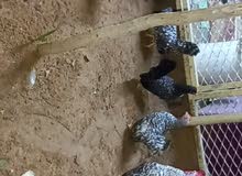السلام عليكم للبيع خمس حبات جبنيز ديك 4دجاج السلام عليكم للبيع خمس حبات جبنيز ديك 4دجاج
