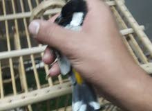 بل وصف التفاصيل بل وصف التفاصيل