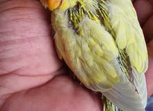 budgie chicks Available budgie chicks Available