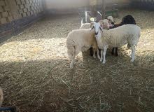sheep for sale sheep for sale