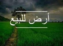 ارض للبيع سوق جمعة الغرارات شارع طريق 16 مساحتها 1000متر ارض للبيع سوق جمعة الغرارات شارع طريق 16 مساحتها 1000متر