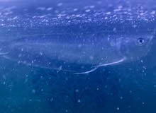Silver Arowana for sale(price can be negotiable) Silver Arowana for sale(price can be negotiable)