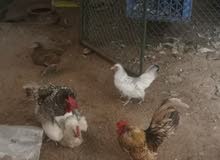 cirama chicken cirama chicken