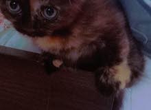 قطه شيرازي قطه شيرازي
