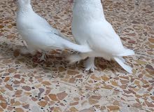 حمام رواعب حمام رواعب