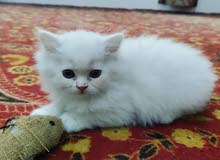 beautiful dollface persian kitten beautiful dollface persian kitten