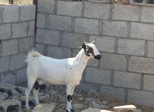عنز صلالية عنز صلالية