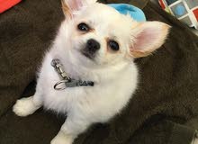 female chihuahua ready for xmas female chihuahua ready for xmas