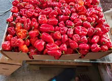 Fresh Hot Pepper ( Pepe) Fresh Hot Pepper ( Pepe)