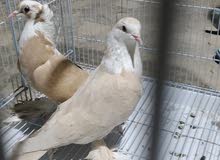 زوج حمام اصفر زوج حمام اصفر