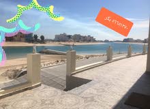 شليهات رولاء شليهات رولاء