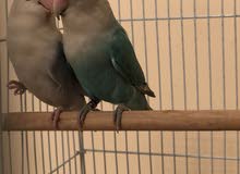 opline live birds breeding pair
