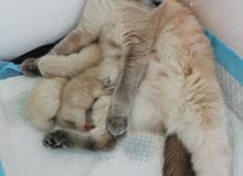 New Born kitten  Scottish fold - Seal point cat