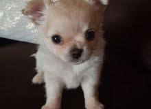 chihuahua chihuahua