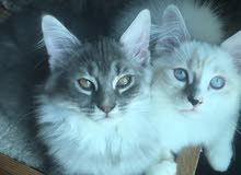 قطط للبيع cats for sale قطط للبيع cats for sale