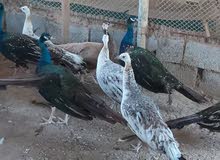 زوج طاووس زوج طاووس