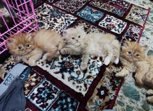 قطط للبيع ذكورة قطط للبيع ذكورة