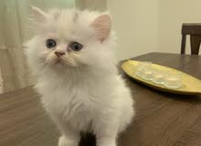 special kitten قطط صغيرة للبيع