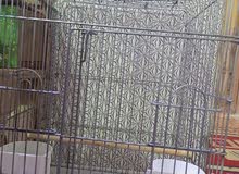 دره للبيع دره للبيع