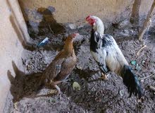 ديج ودجاجه هراتي ديج ودجاجه هراتي