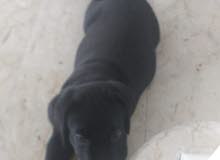 9 Week Old Black Labrador