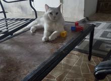 النهضه العسكرية النهضه العسكرية
