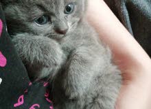 Scottish fold kittens Scottish fold kittens