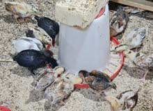 افراخ دجاج افراخ دجاج