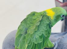 Amazon yellow napped Amazon yellow napped