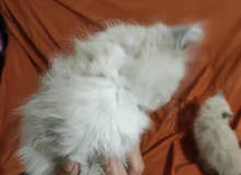 Cats siamois Himalaya Cats siamois Himalaya