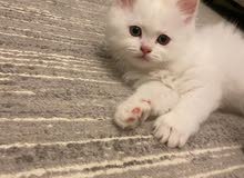 Persian British Persian British