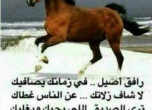باحث عن عمل في الفتره المسائيه في ولاية إبراء باحث عن عمل في الفتره المسائيه في ولاية إبراء