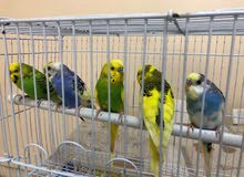 Budgies Males Budgies Males