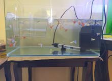 Albino Red & Blue tail Healthy & Good Fishes Albino Red & Blue tail Healthy & Good Fishes