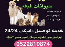 مندوب توصيل مندوب توصيل