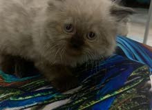 Himalayan female kitten Himalayan female kitten