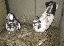 حمام تور حمام تور