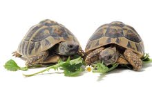 LAND TORTOISES;السلاحف البرية LAND TORTOISES;السلاحف البرية