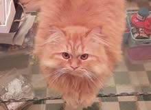 hemalyen mix chinchilla cat hemalyen mix chinchilla cat