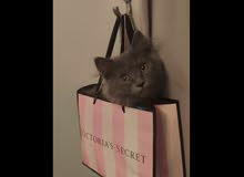 grey cat grey cat